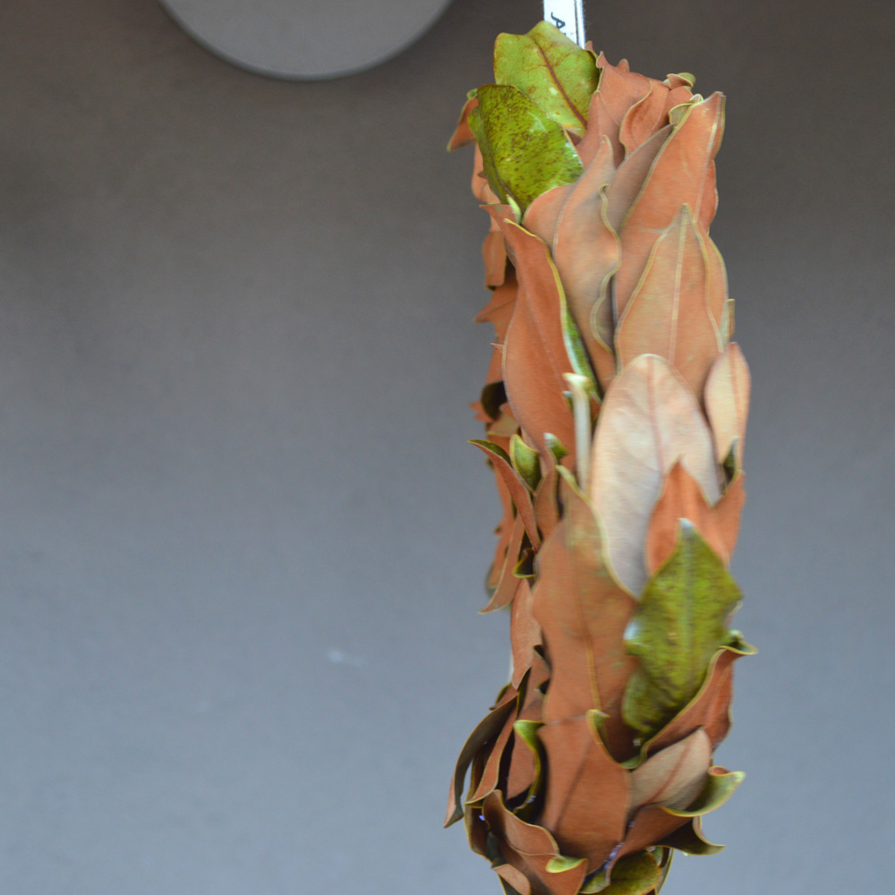 あ*様 リースモルネク マグノリアリース 木蓮 お洒落 リース 玄関 春 ドアリース