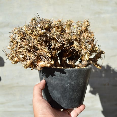 A-PLANTS|塊根植物販売