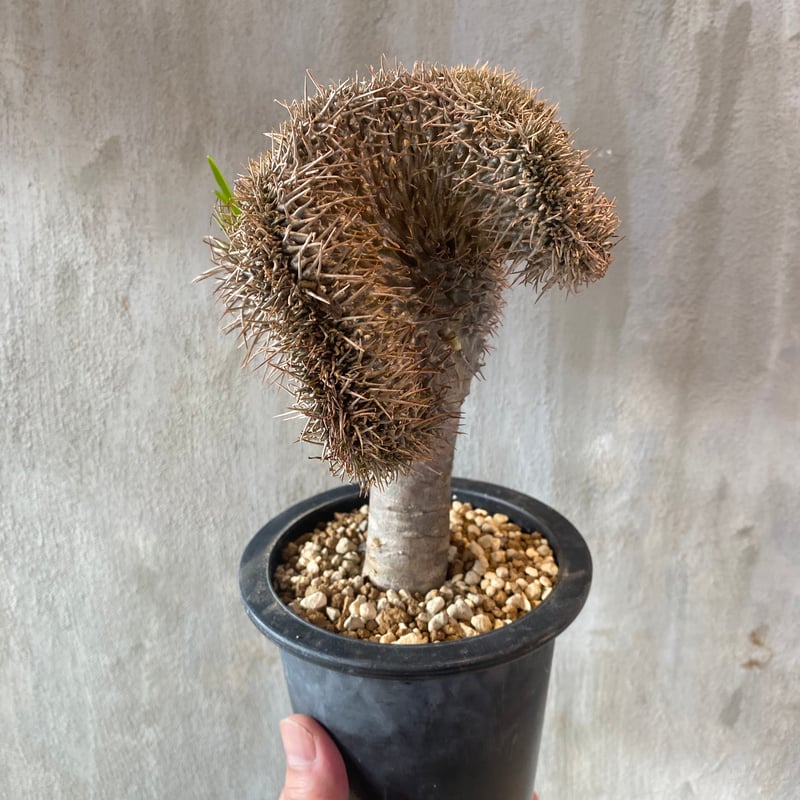 幹太‼︎ パキポディウム アンボンゲンセ ラメリーつぎ パキポディウム