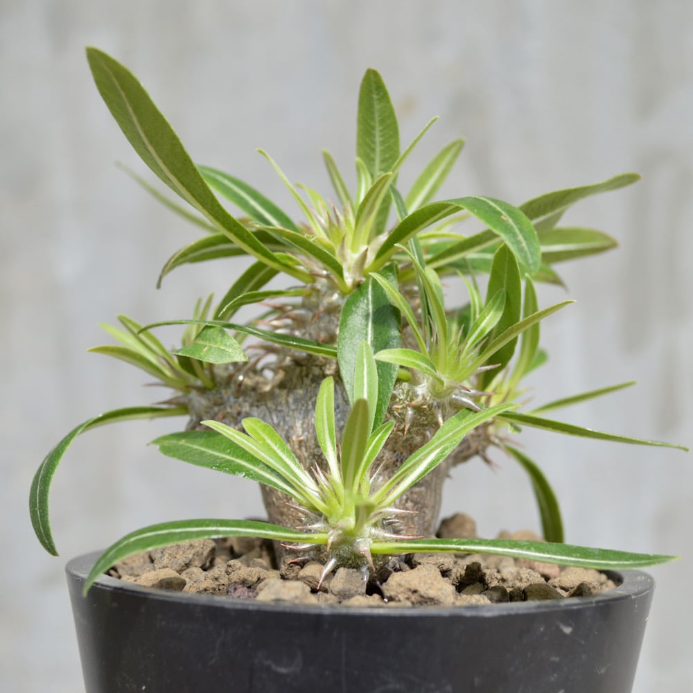 植物】パキポディウム ハイブリッド グラキリス × デンシフローラム