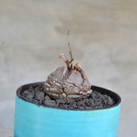 ジャムさま専用　パキポディウム　グラキリス　VALIEM鉢 ジャムさま専用 パキポディウム グラキリス VALIEM鉢