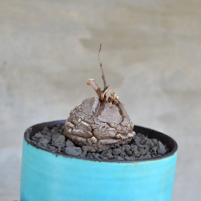 植物 × 鉢 】ディオスコレア エレファンティペス 亀甲竜 × 馬場匠 陶器