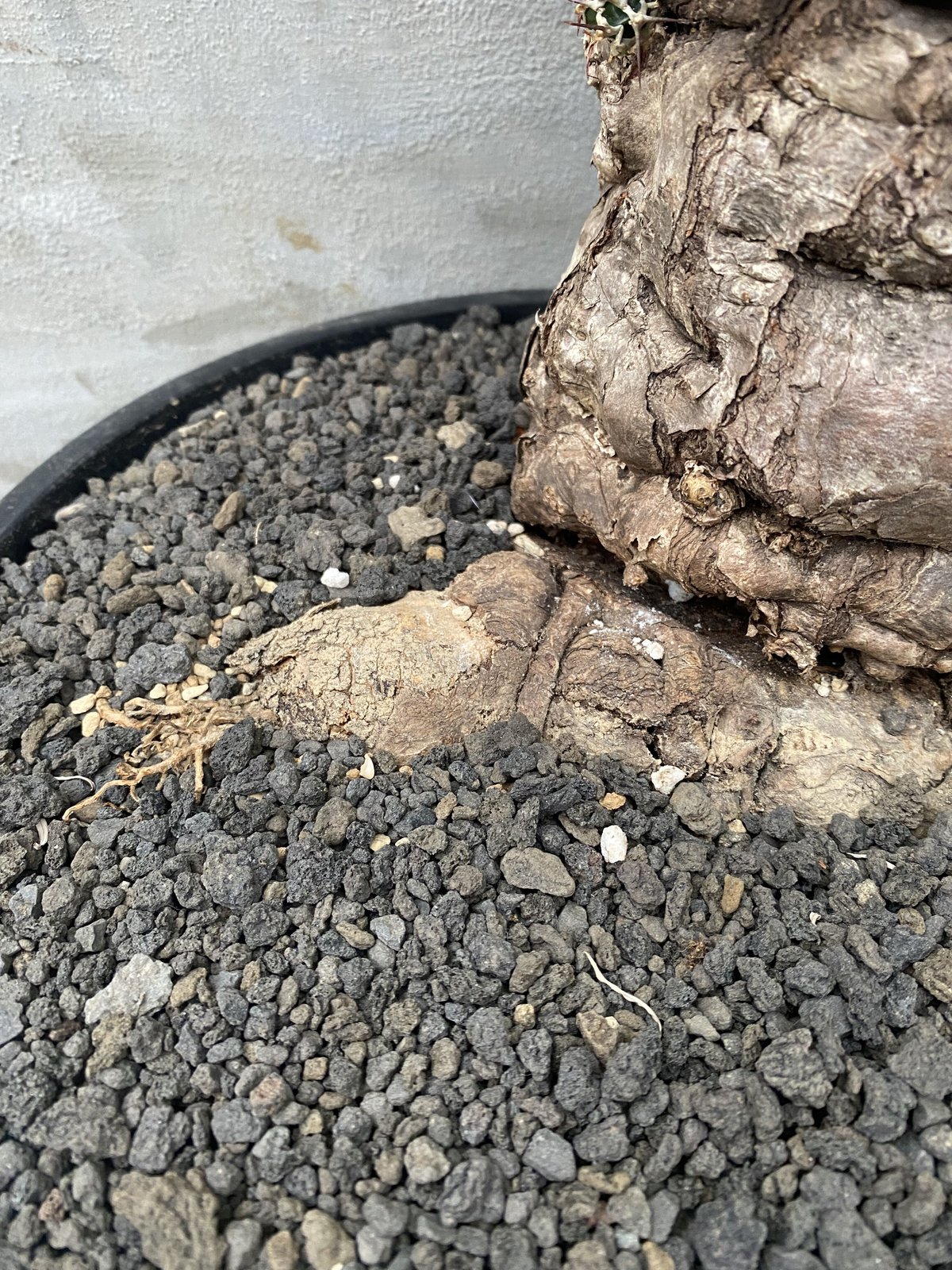 【植物】ユーフォルビア ムランジーナ 現地球 発根済み 塊根植物