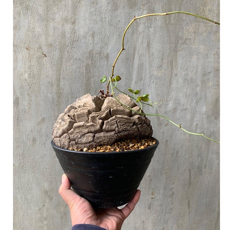 【植物】アフリカ亀甲竜 現地株  塊根植物 コーデックス 多肉植物