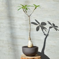 植物] モンソニア クラシカウリス ( サルコカウロン クラシカウレ