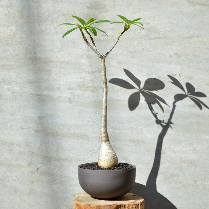 パキポディウムデカリー パキポディウム・デカリー no.2/盆栽、多肉植物、塊根植物、観葉