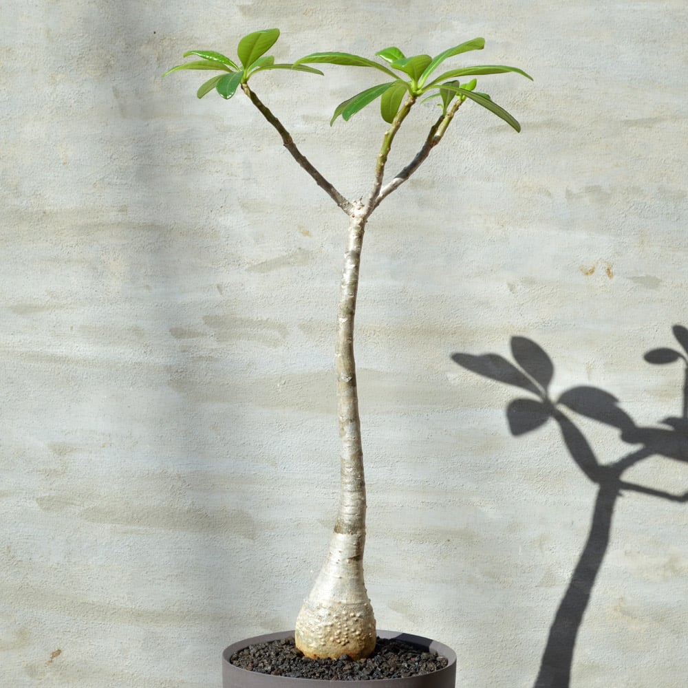 塊根植物 約60cm パキポディウム デカリー