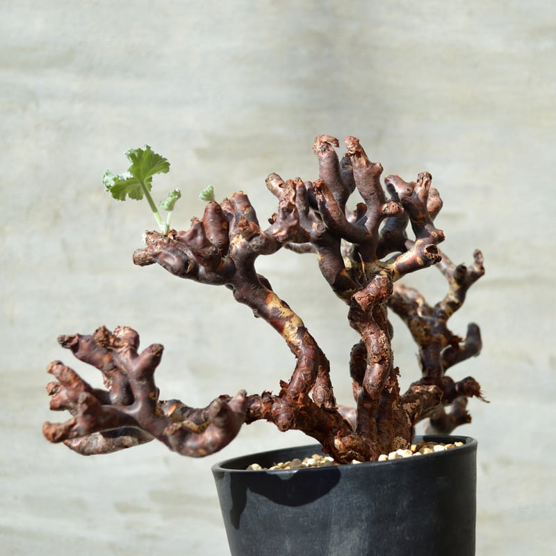 な*す様 ペラルゴニウム　ミラビレ　2株セット　未発根 植物】ぺラルゴ二ウム ミラビレ 現地株 発根済み ＜2＞ | A-PLANTS