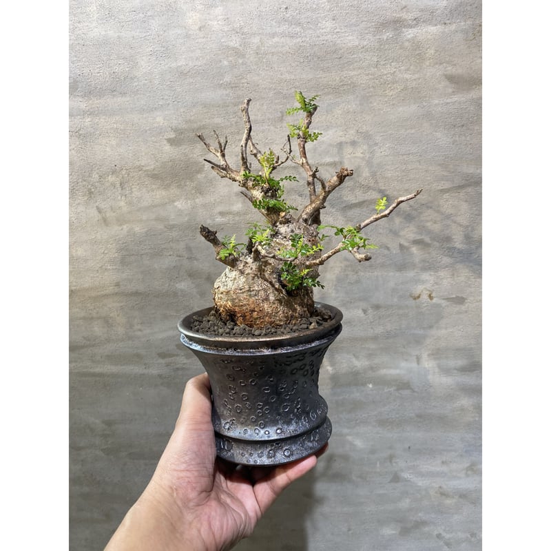 植物×植木鉢】オペルクリカリア パキプス 現地球 発根済 × usagi ...