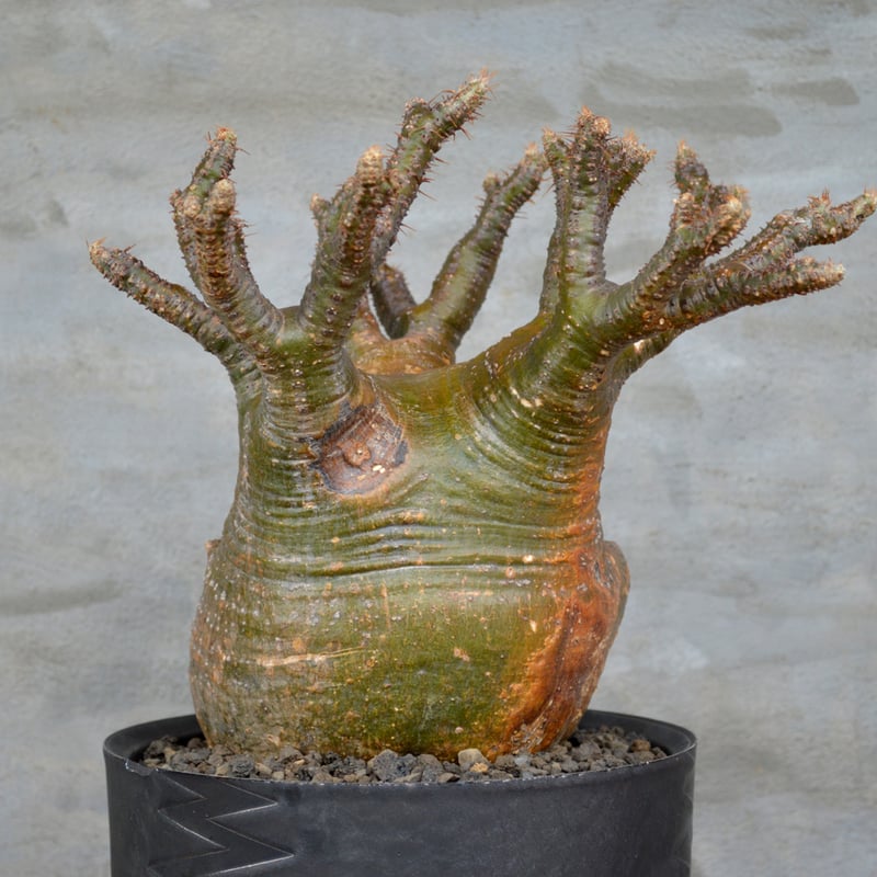 植物×鉢] パキポディウム グラキリス × valiem XLサイズ 陶器鉢 | A-PLA