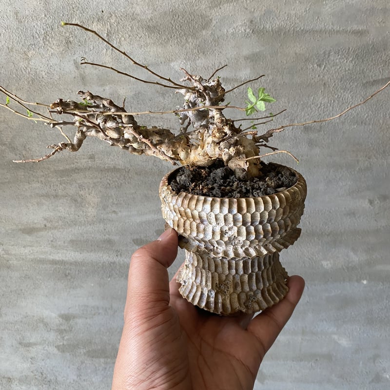 植物×鉢] コミフォラ エイル × t3 pots 塊根植物 コーデックス 現地球 
