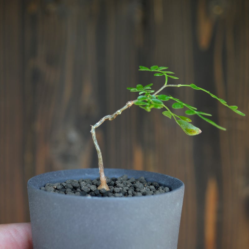 植物×鉢】オペルクリカリア パキプス × Valiem GHOST（WARP / XSサイズ