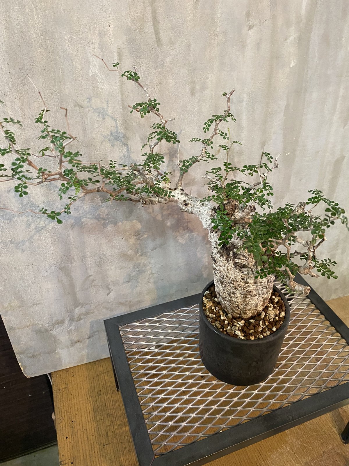 【極太パワータンク】 極美形 オペルクリカリアパキプス コーデックス 塊根植物