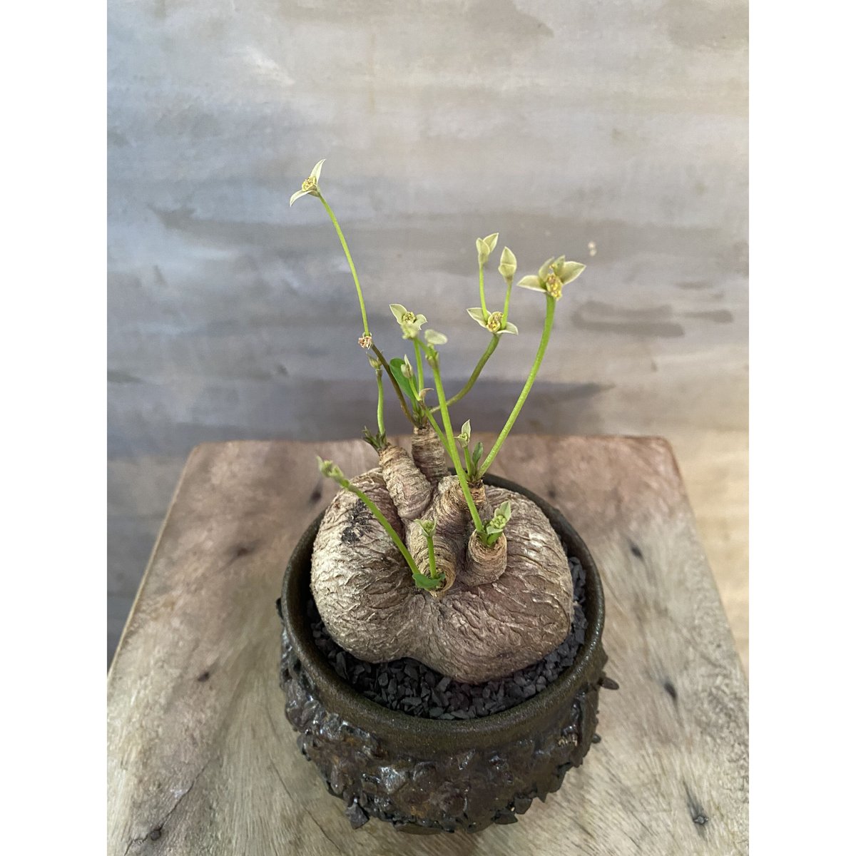 VALIEM 鉢付‼️ユーフォルビア　ブレビフォリア　マダガスカル　塊根植物