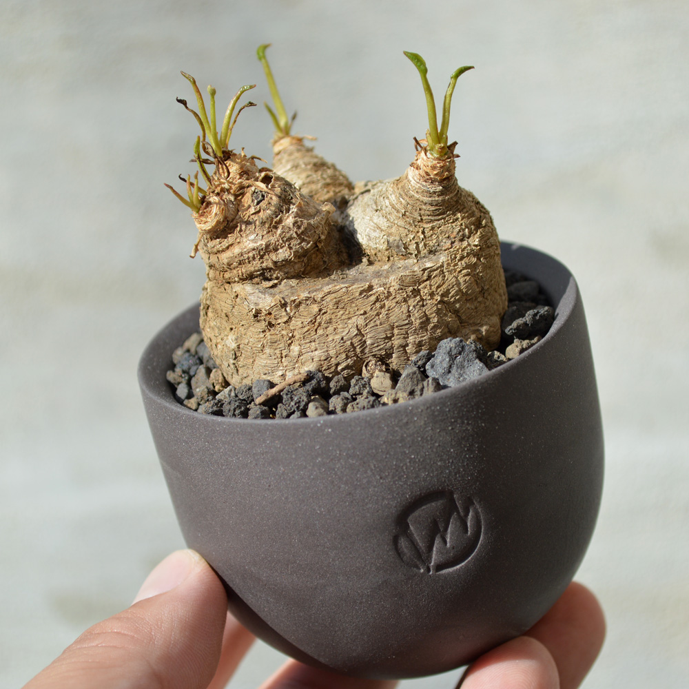 植物 × 鉢 】ユーフォルビア プリムリフォリア × Valiem GHOST（BOWL /