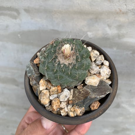 陶器 鉢植え アガベ チタノタ プランター 多肉植物 サボテン オテロイ