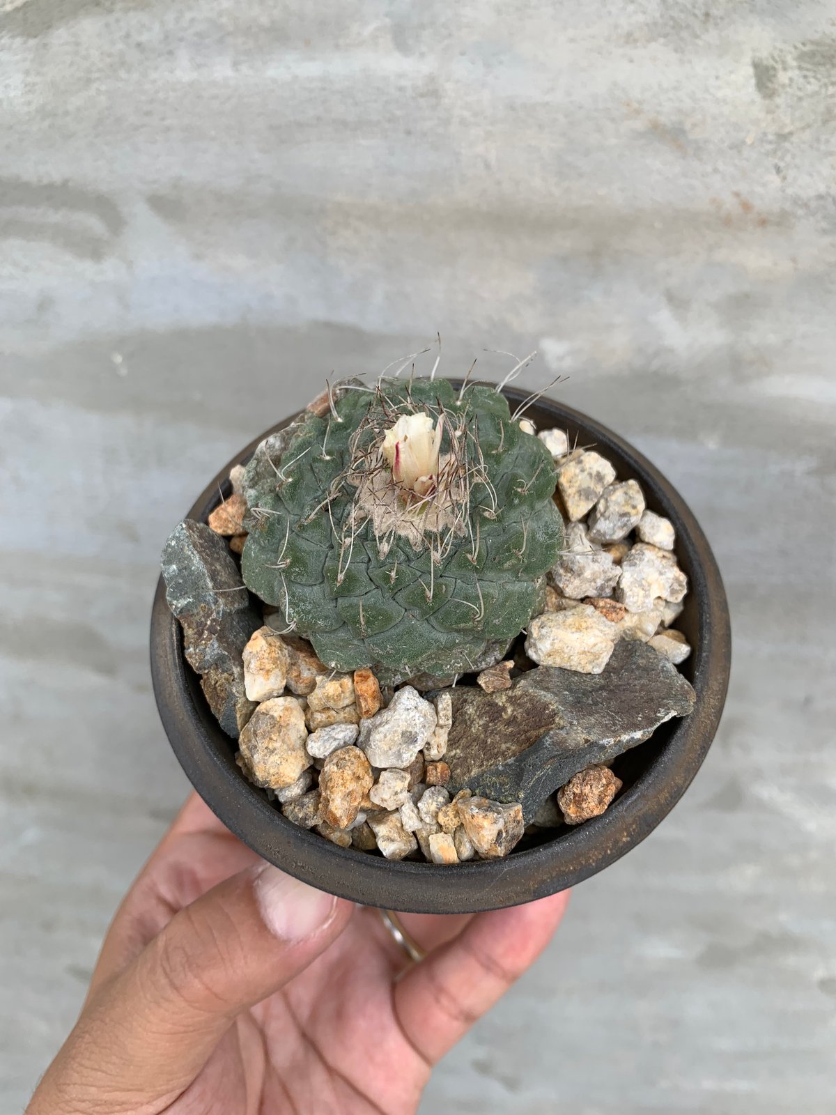 植物×鉢】サボテン 菊水× 陶器鉢 塊根植物 | A-PLANTS|塊根植物販売