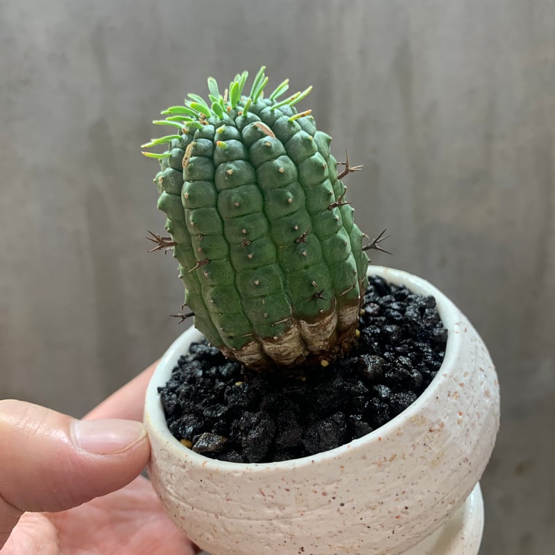 陶器ですトゲトゲ陶器鉢 植木鉢 塊根植物 多肉植物 鉢 作家鉢