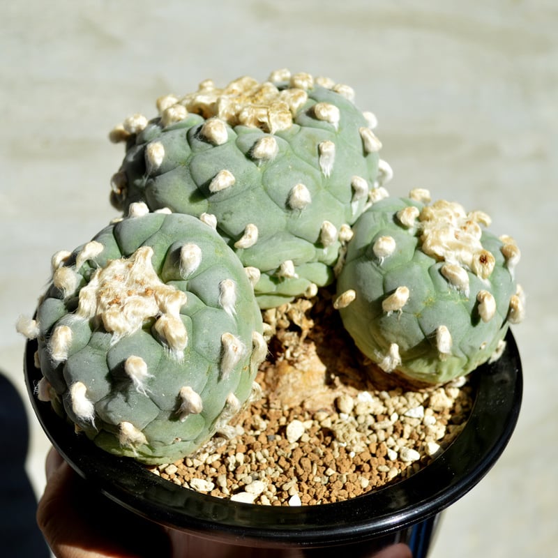 植物】サボテン ロフォフォラ フリキー 銀冠玉 群生 特選株 | A 植物】サボテン ロフォフォラ フリキー 銀冠玉 群生 特選株 | A
