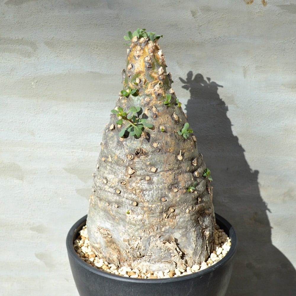 【丸型コレクション株】フォークイエリア コルムナリス 観峰玉 現地球 発根済 丸型コレクション株】フォークイエリア コルムナリス 観峰玉