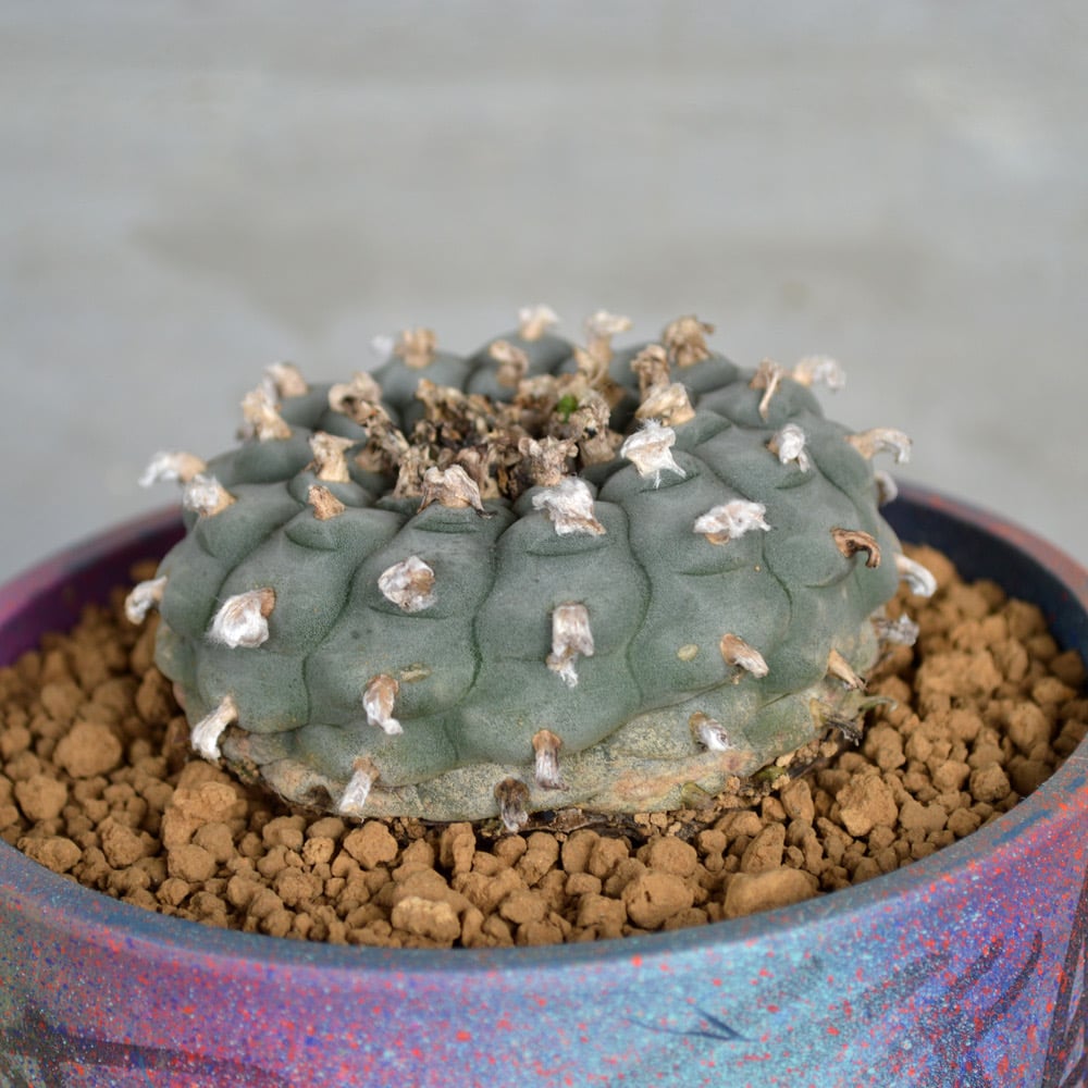 ヘリル　シオタ　オーラリー　ヴィズヴィム　HAIKURE TANAKA 共同開発”[HERILL] CIOTA Denim 4PK