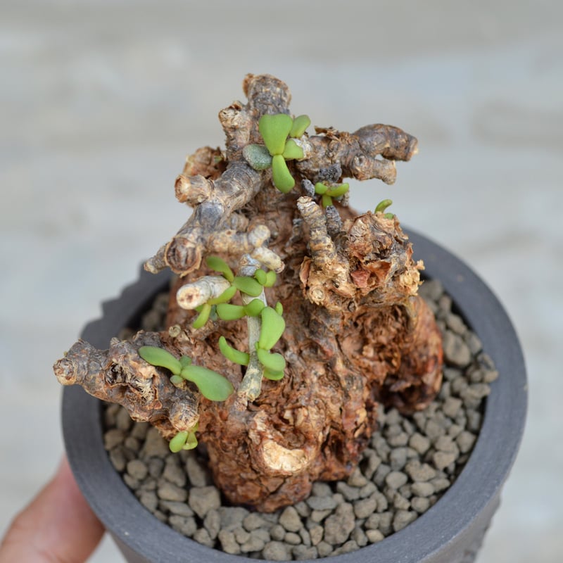 植物×鉢】ケラリア ピグマエア 現地球 発根済み × pep 0131 RYO 植物×鉢】ケラリア ピグマエア 現地球 発根済み × pep 0131 RYO