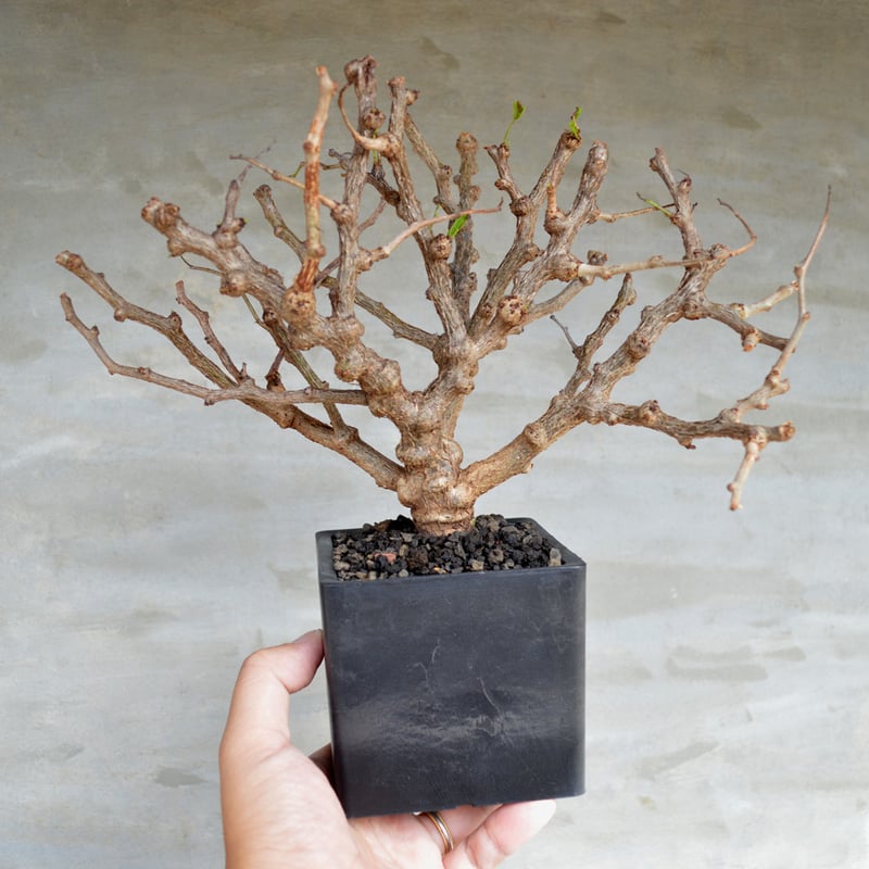 植物】センナ メリディオナリス 良型実生株 <3> | A-PLANTS|塊根 植物】センナ メリディオナリス 良型実生株 <3> | A-PLANTS|塊根