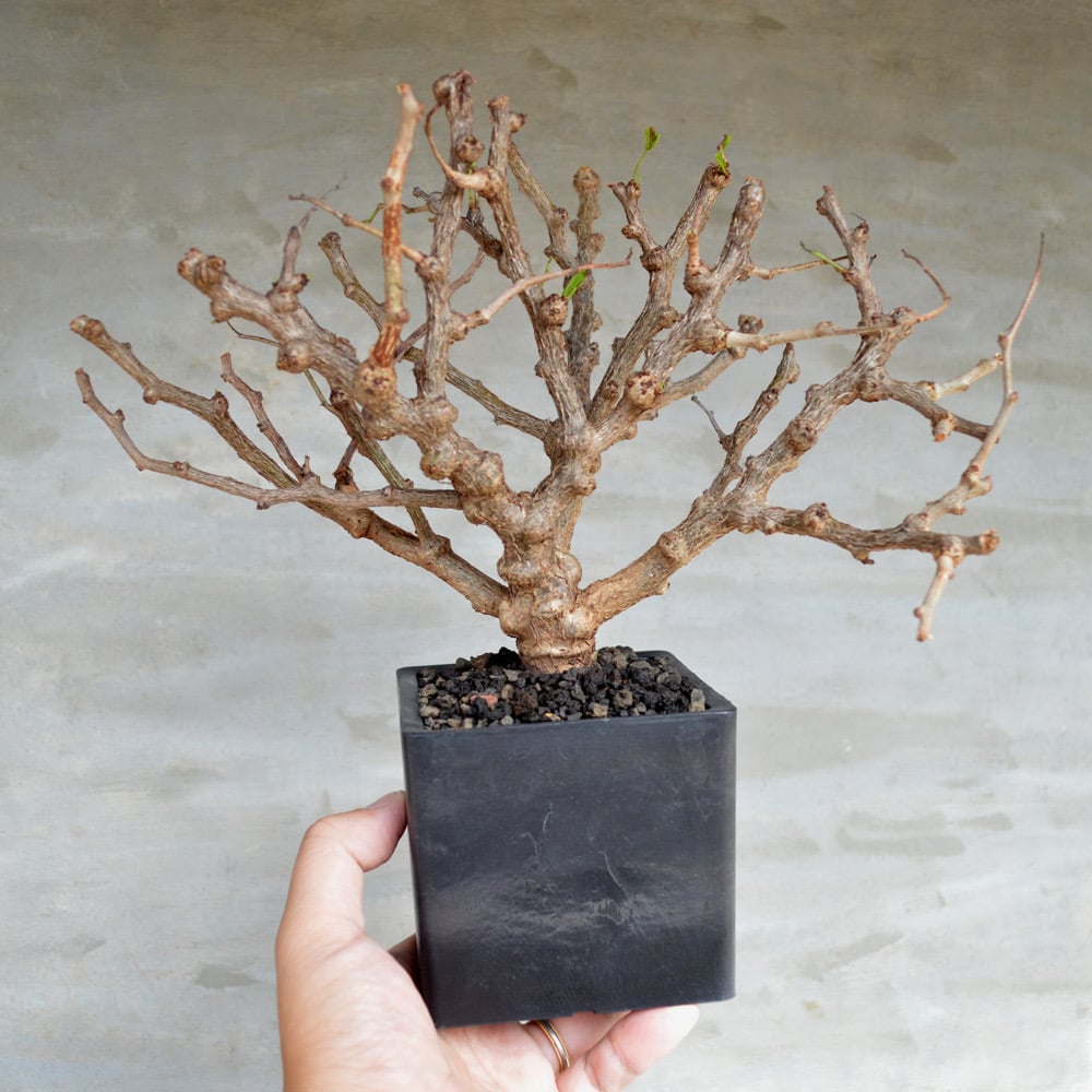 植物】センナ メリディオナリス 良型実生株 <3> | A-PLANTS|塊根植物販売