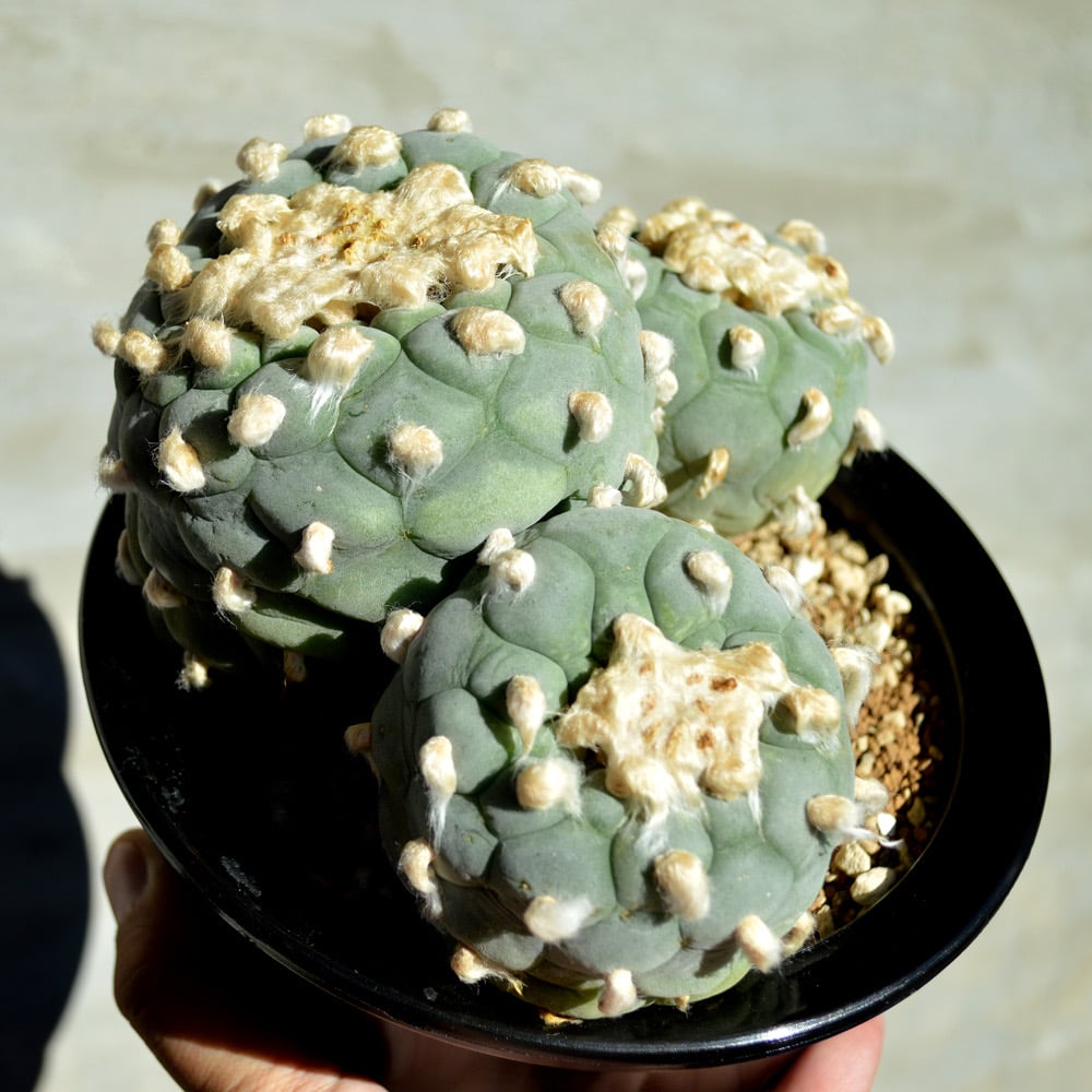 植物】サボテン ロフォフォラ フリキー 銀冠玉 群生 特選株 | A-PLANTS