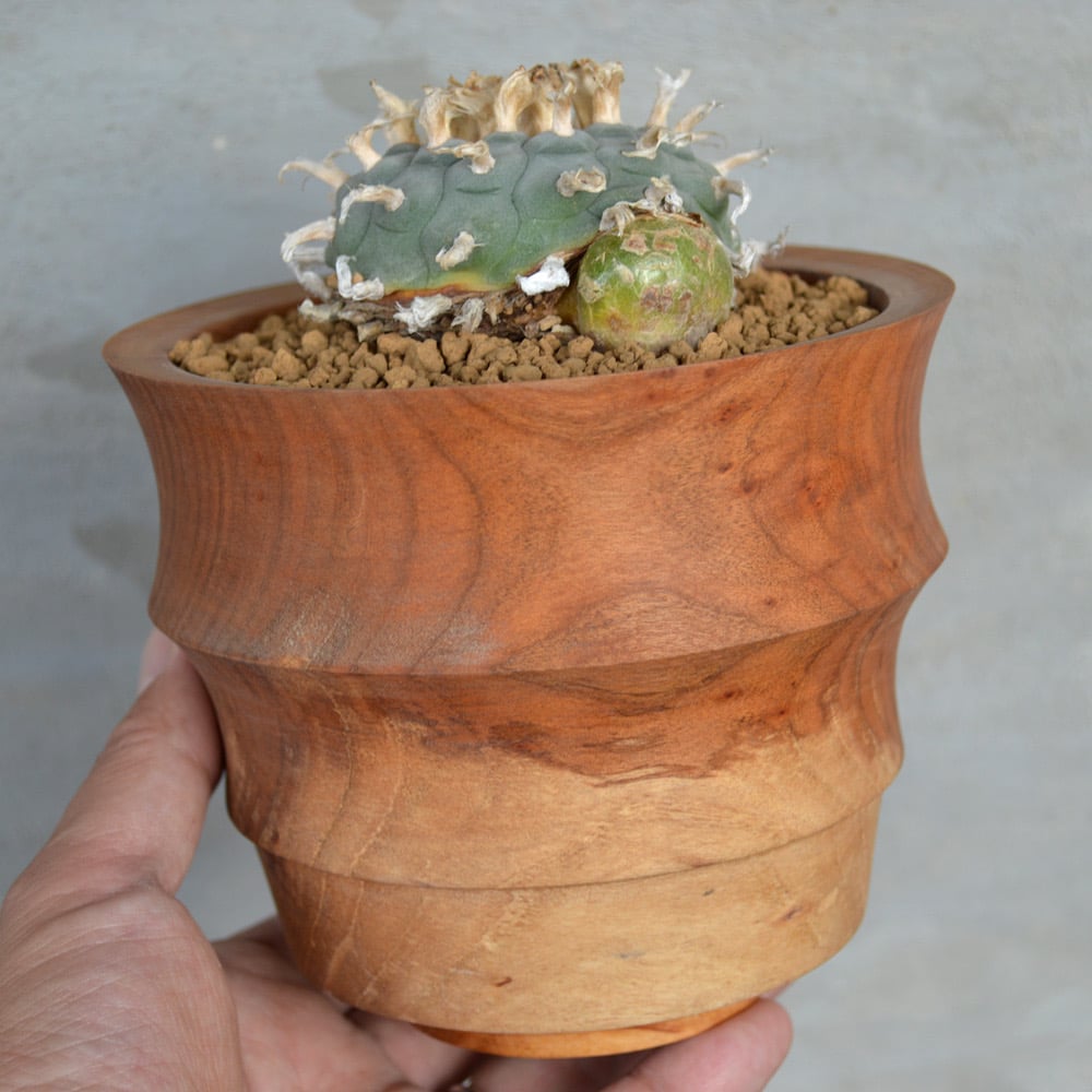 【タイムセール】ロフォフォラ・ウイリアムシー 多毛 / 烏羽玉 ペヨーテ 大株 23224_1.jpg