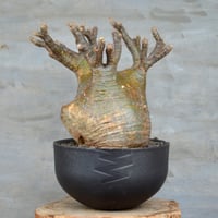 植木鉢】goat A PLANTS別注 VENOM 浅鉢 Lsize 陶器鉢 多肉植物