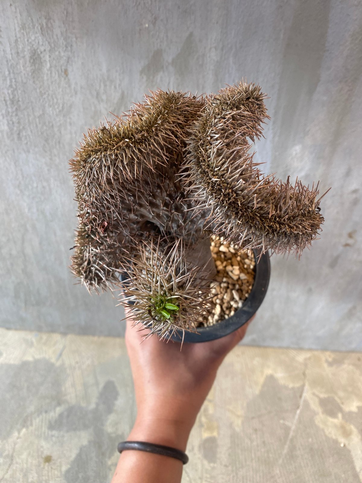 現地球 発根済み パキポディウム ラメリー 多頭 botanize鉢つき