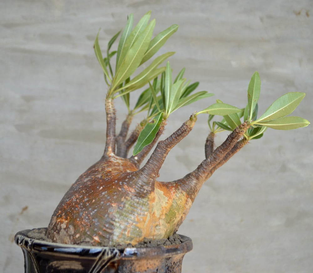 植物×鉢】パキポディウム グラキリス 現地球 発根済み × Wild 植物×鉢】パキポディウム グラキリス 現地球 発根済み × Wild
