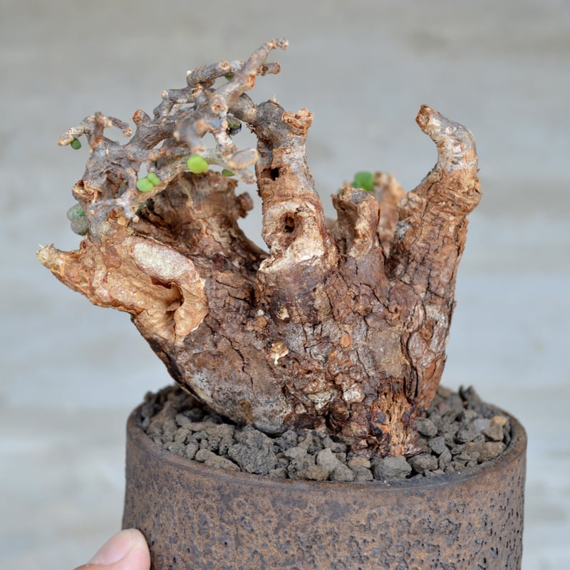 植物×鉢】ケラリア ピグマエア 現地球 発根済み × 陶器鉢 | A-PLANTS|塊根植物販売