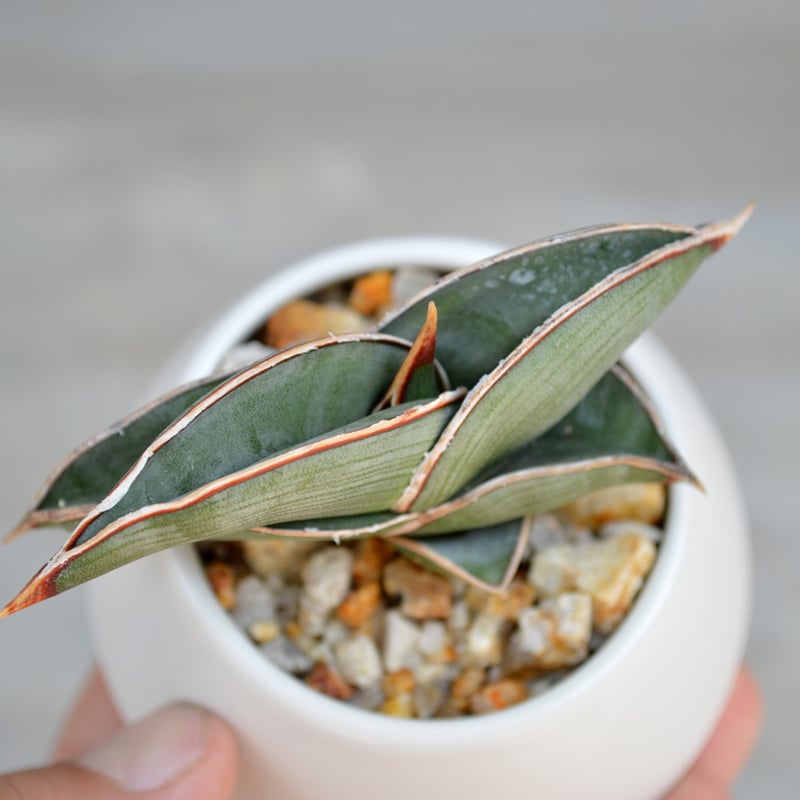 富*様 サンスベリア　ロリダ　斑入り　輸入株　サンセベリア　サンス 植物】サンスベリア ロリダ タイ実生株 | A-PLANTS|塊根植物販売