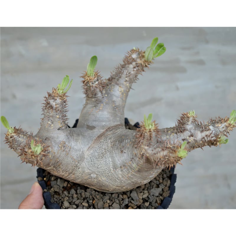 植物×鉢] パキポディウム エブレネウム × left botanical | A-PLA