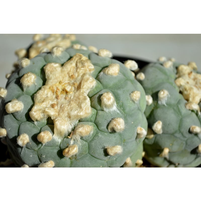 植物】サボテン ロフォフォラ フリキー 銀冠玉 群生 特選株 | A