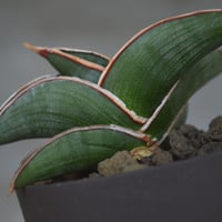 [Valiem鉢付き] パキポディウム•マカイエンセ　実生5年目 Valiem鉢付き] パキポディウム•マカイエンセ 実生5年目