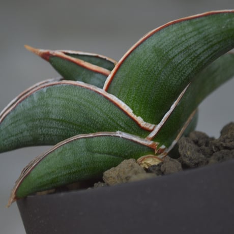 CATEGORY valiem | A-PLANTS|塊根植物販売 CATEGORY valiem | A-PLANTS|塊根植物販売