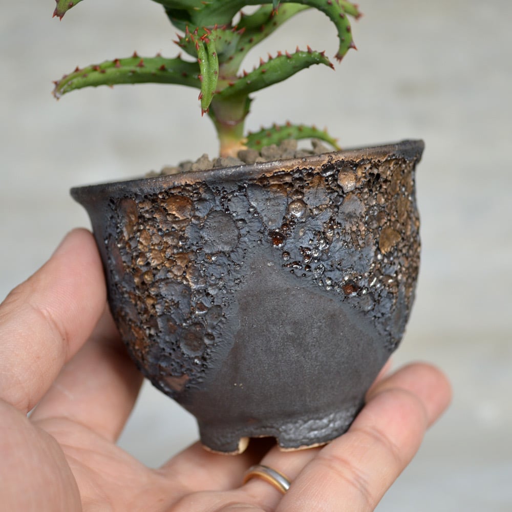 植物×鉢】アロエ カスティロニアエ × wild heaven 陶器鉢 | A-PLANTS