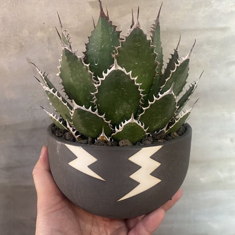 ホリダ植栽 VALIEM鉢（S size） 【公式通販】