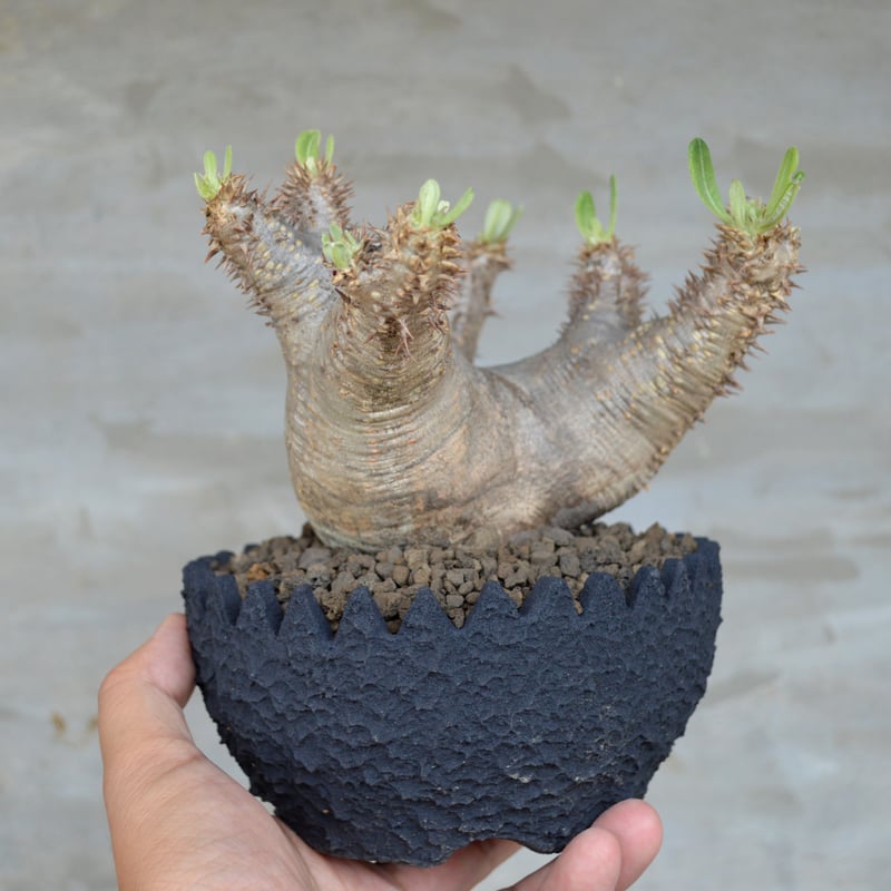 パキポディウム エブレニュウム Amazon｜【現品限り】パキポディウム・エブレネウム【F16