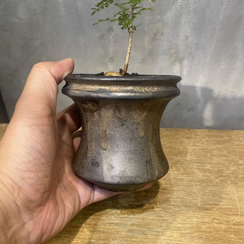 植物×植木鉢】オペルクリカリア パキプス実生 × usagi ceramic 多肉