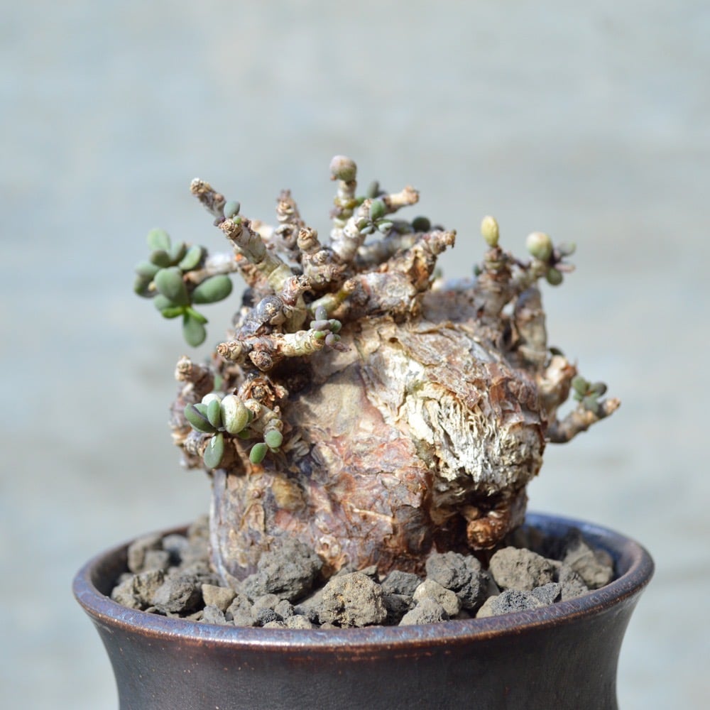 植物×鉢】ケラリア ピグマエア 現地球 <良型> 発根済み × 陶器鉢 植物×鉢】ケラリア ピグマエア 現地球 <良型> 発根済み × 陶器鉢