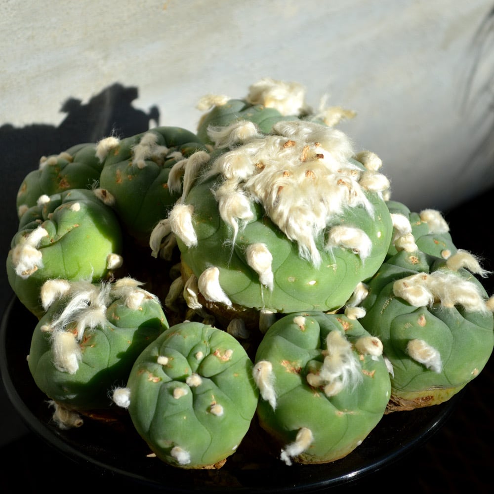 植物】サボテン ロフォフォラ デフーサ 翠冠玉 群生 超美株 | A