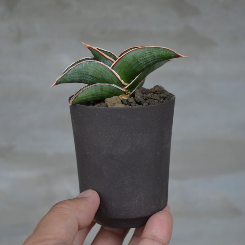 j*A様 サンセベリア ロリダ＆ピンギキュラ＆シーザー の３鉢での販売、梱包発送 サンセベリア ロリダ 3号鉢(現品)｜芳樹園オンラインショップ