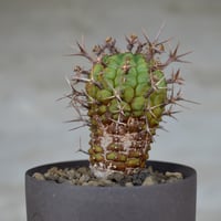 植物×鉢】オペルクリカリア パキプス 実生株 × 保田修作 陶作鉢