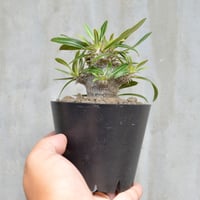 植物】オトンナ ユーフォルビオイデス 現地球 発根済み | A-PLANTS