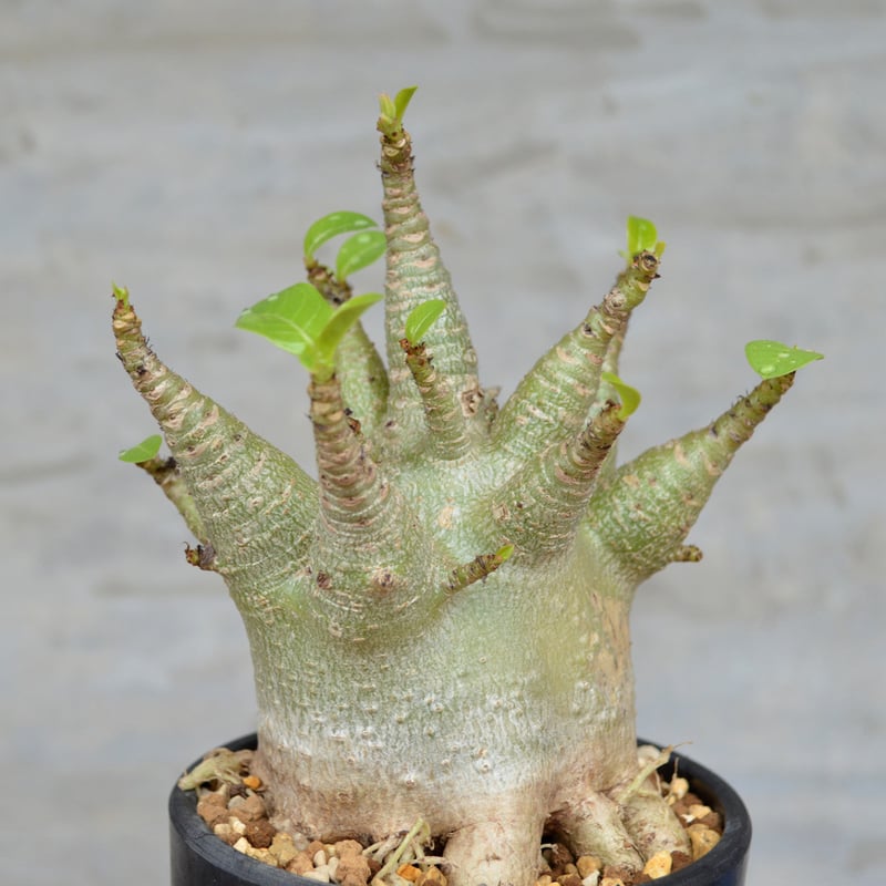 植物】アデニウム ドワーフ ＜特選株＞ | A-PLANTS|塊根植物販売