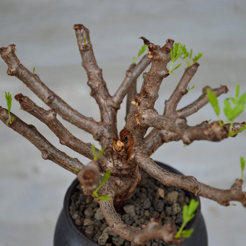 植物×鉢】センナ メリディオナリス コンパクトサイズ タイ実生株